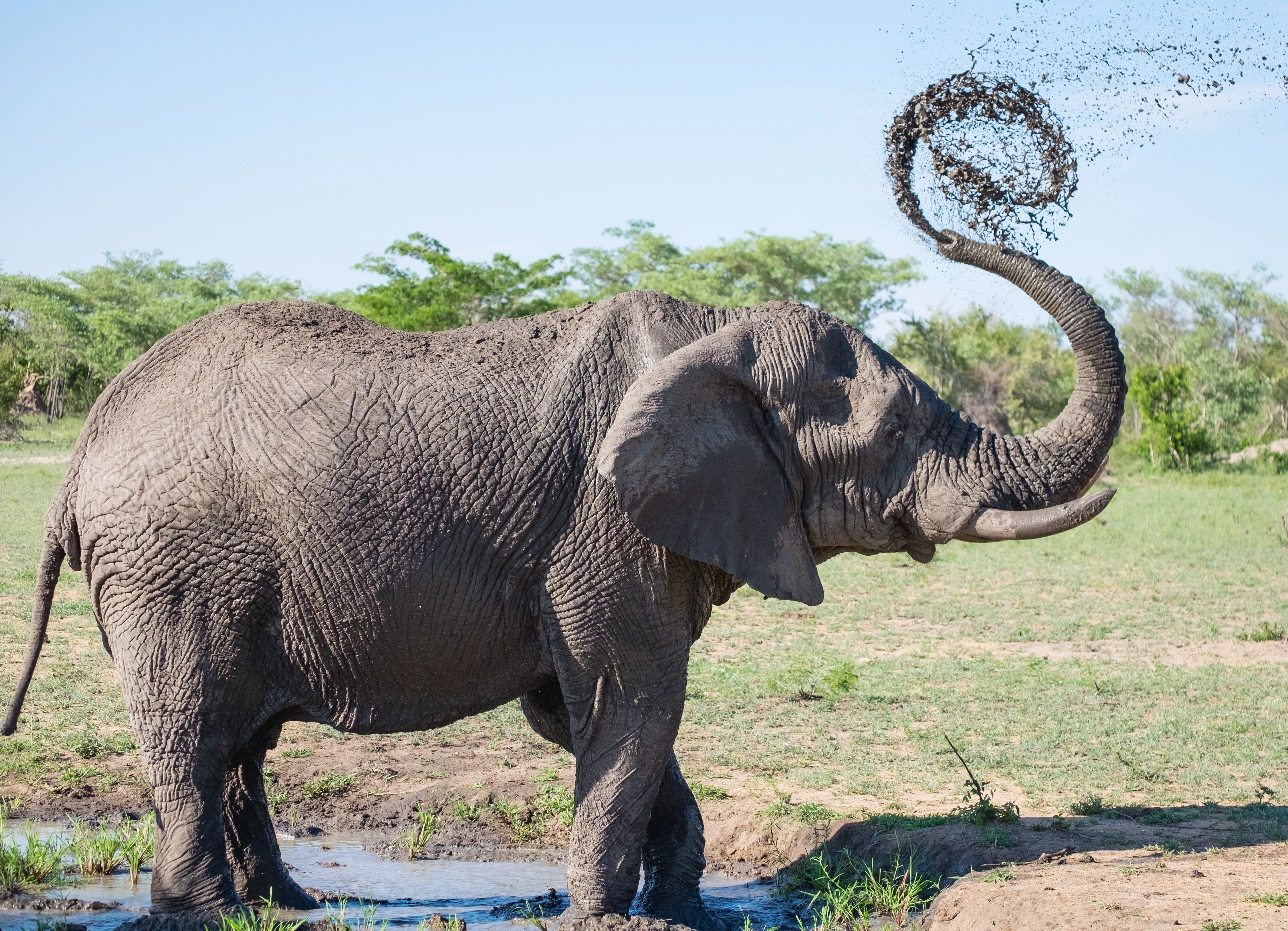 Elephant spraying food in a spiral pattern in the air with his trunk.