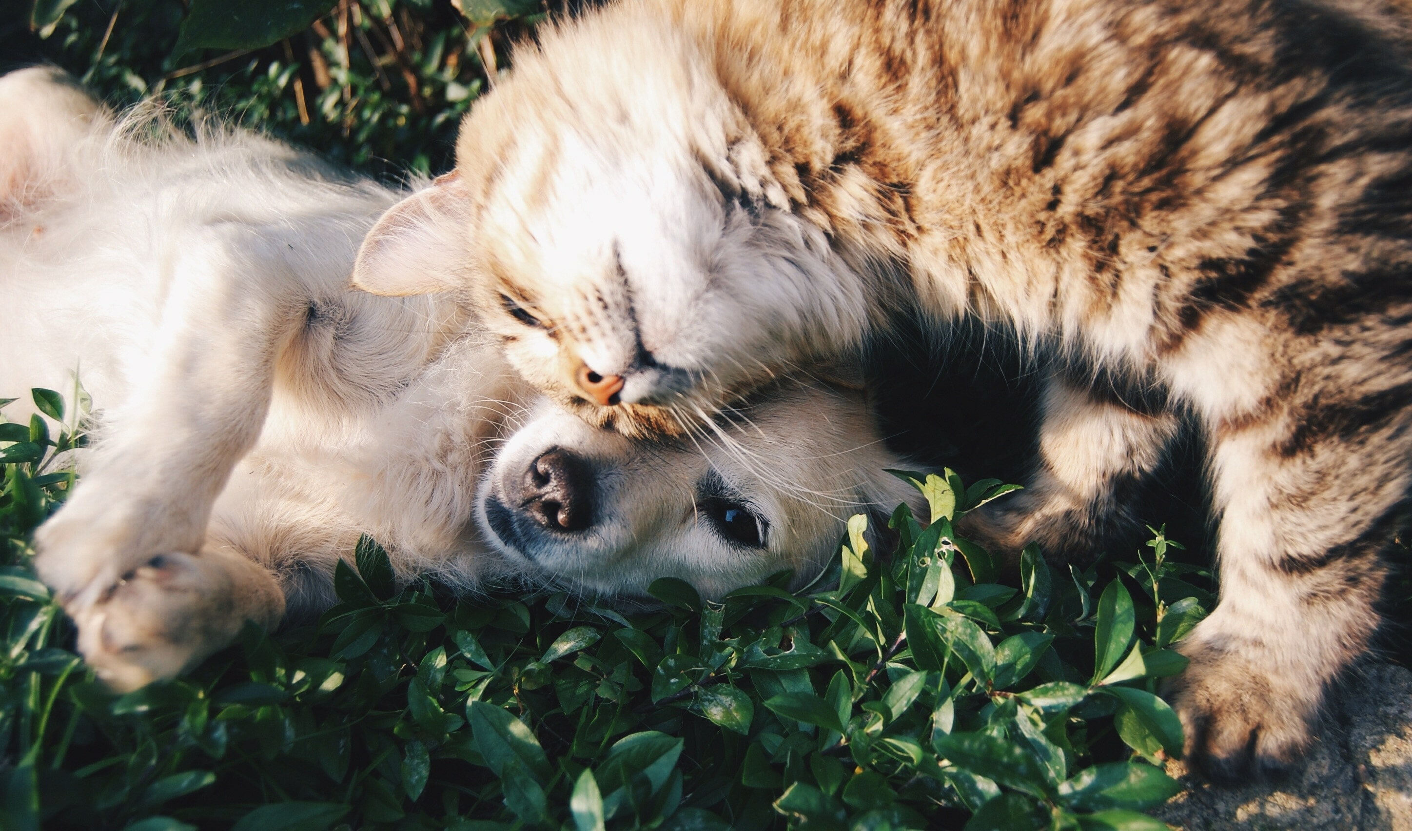 A dog and a cat snuggle in the grass.