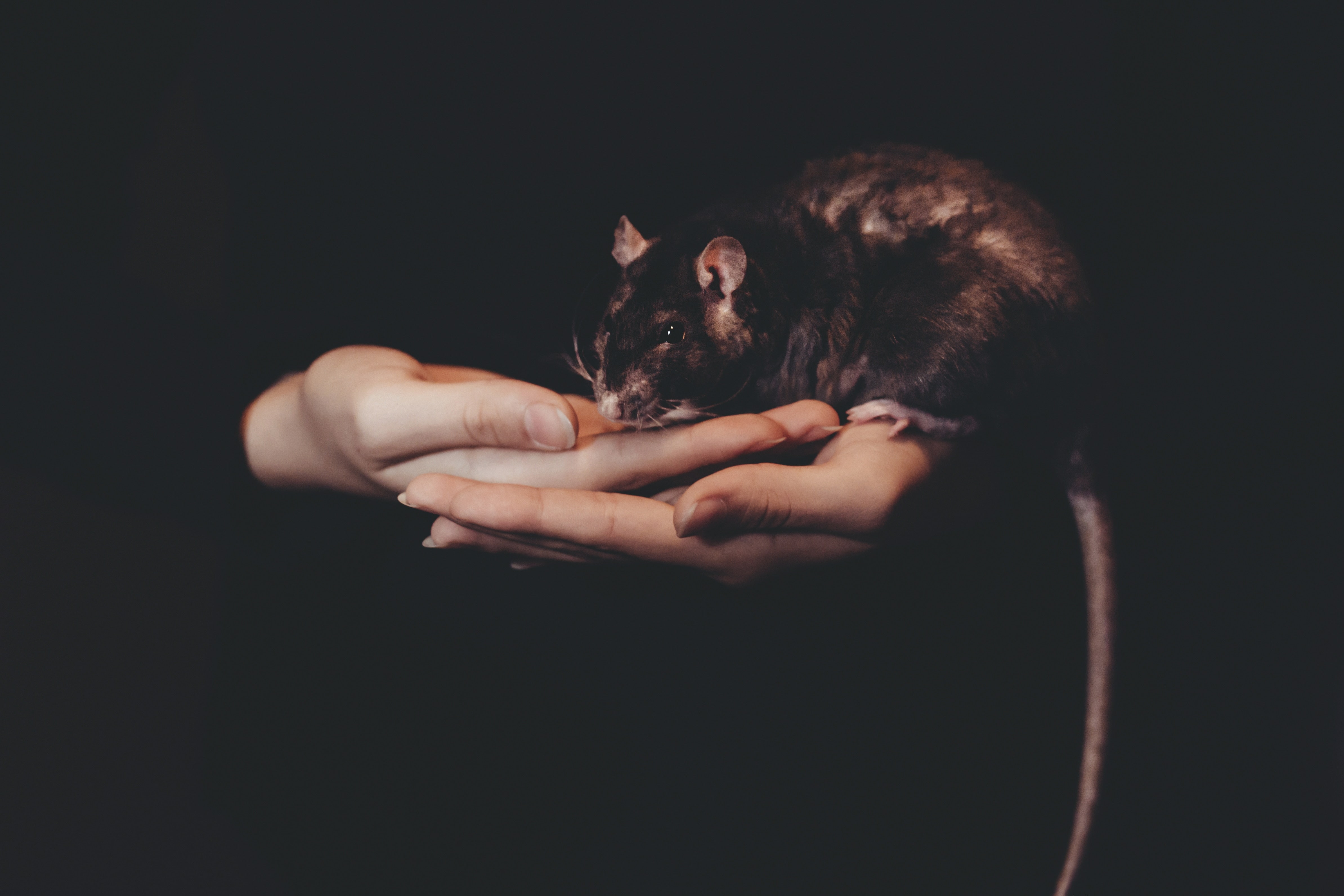 Two hands holding a lab rat.