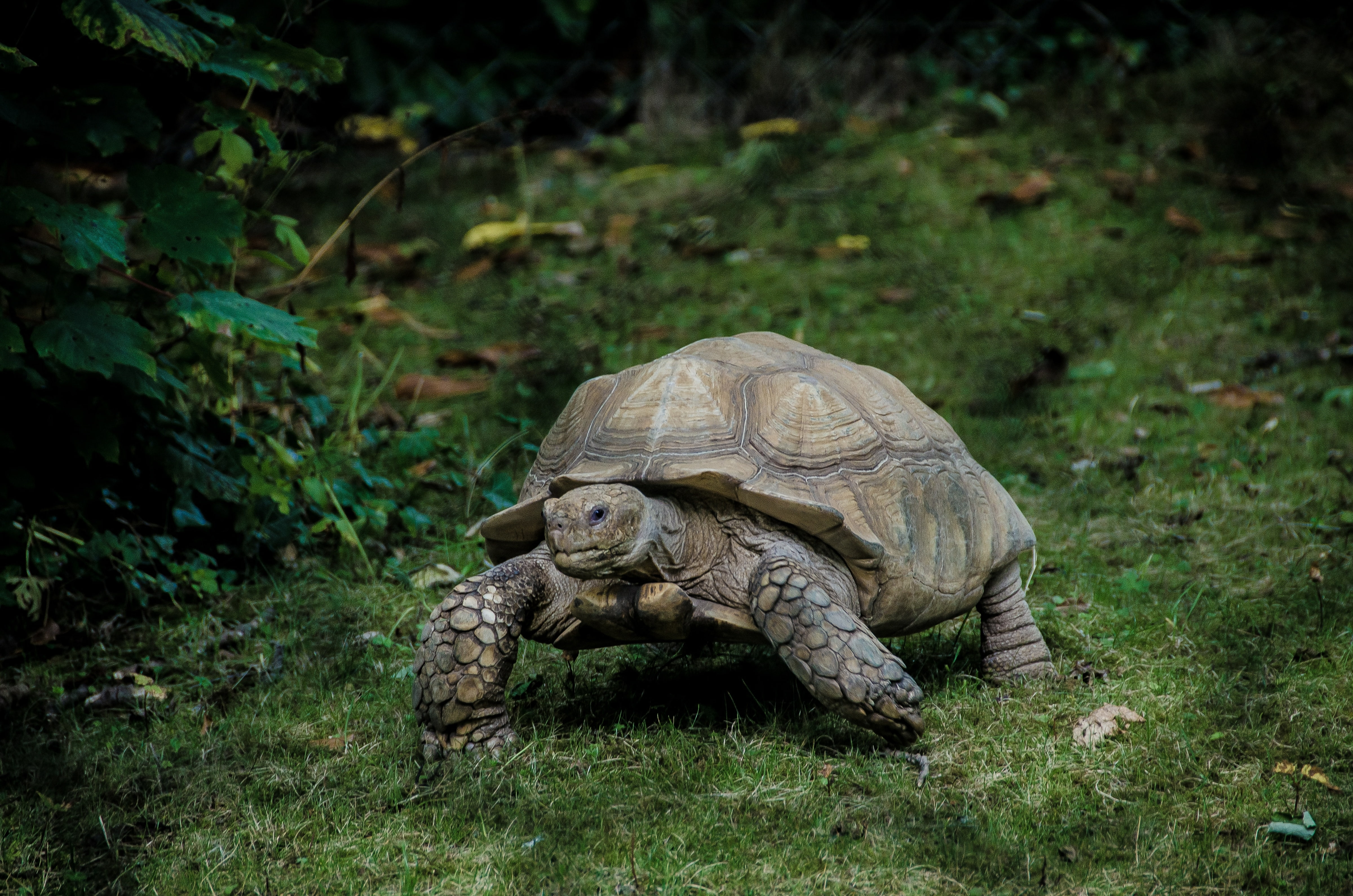 Tortoise walking in the lush grass.