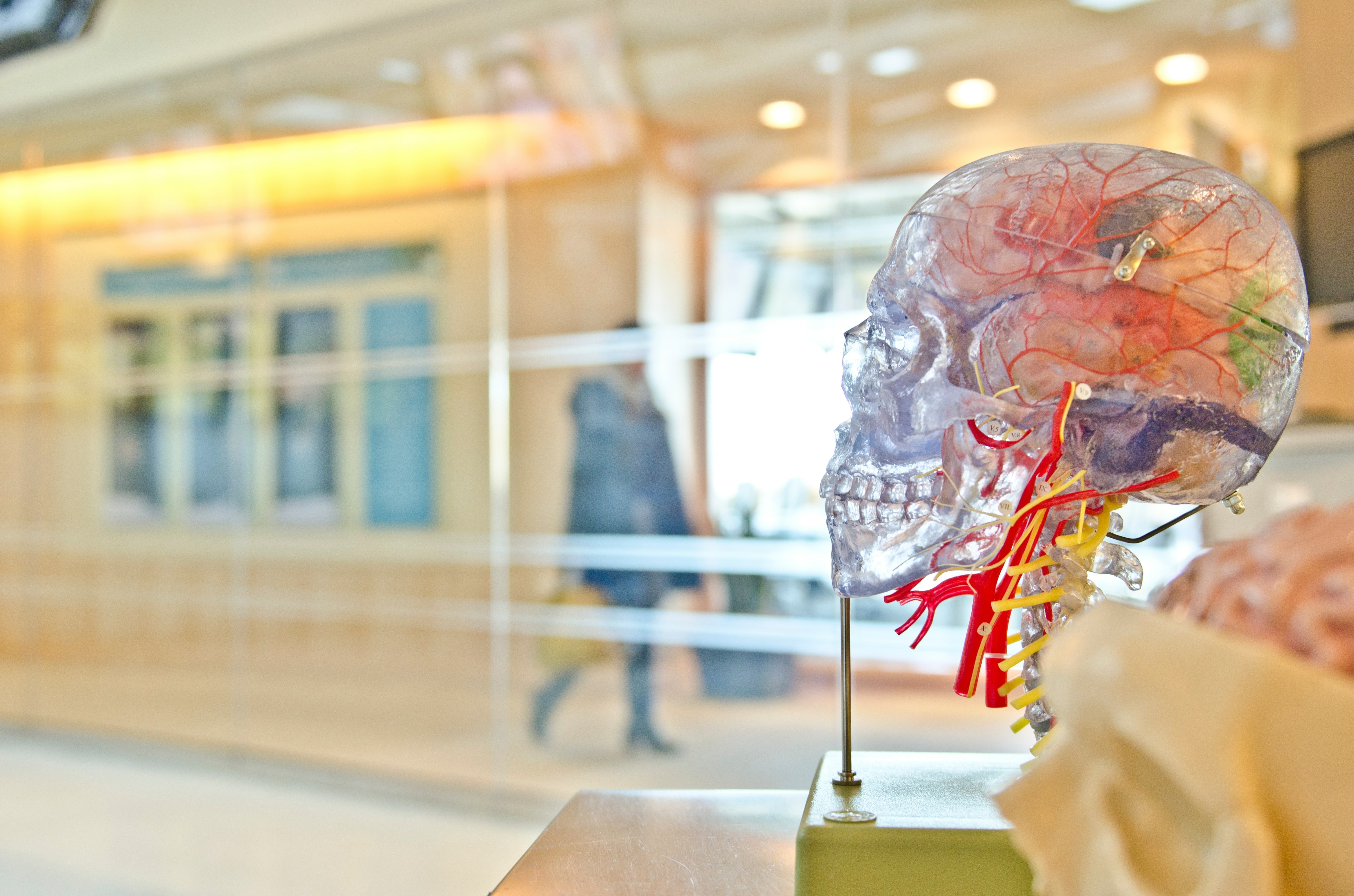 A clear plastic human skull that shows the blood vessels and brain.