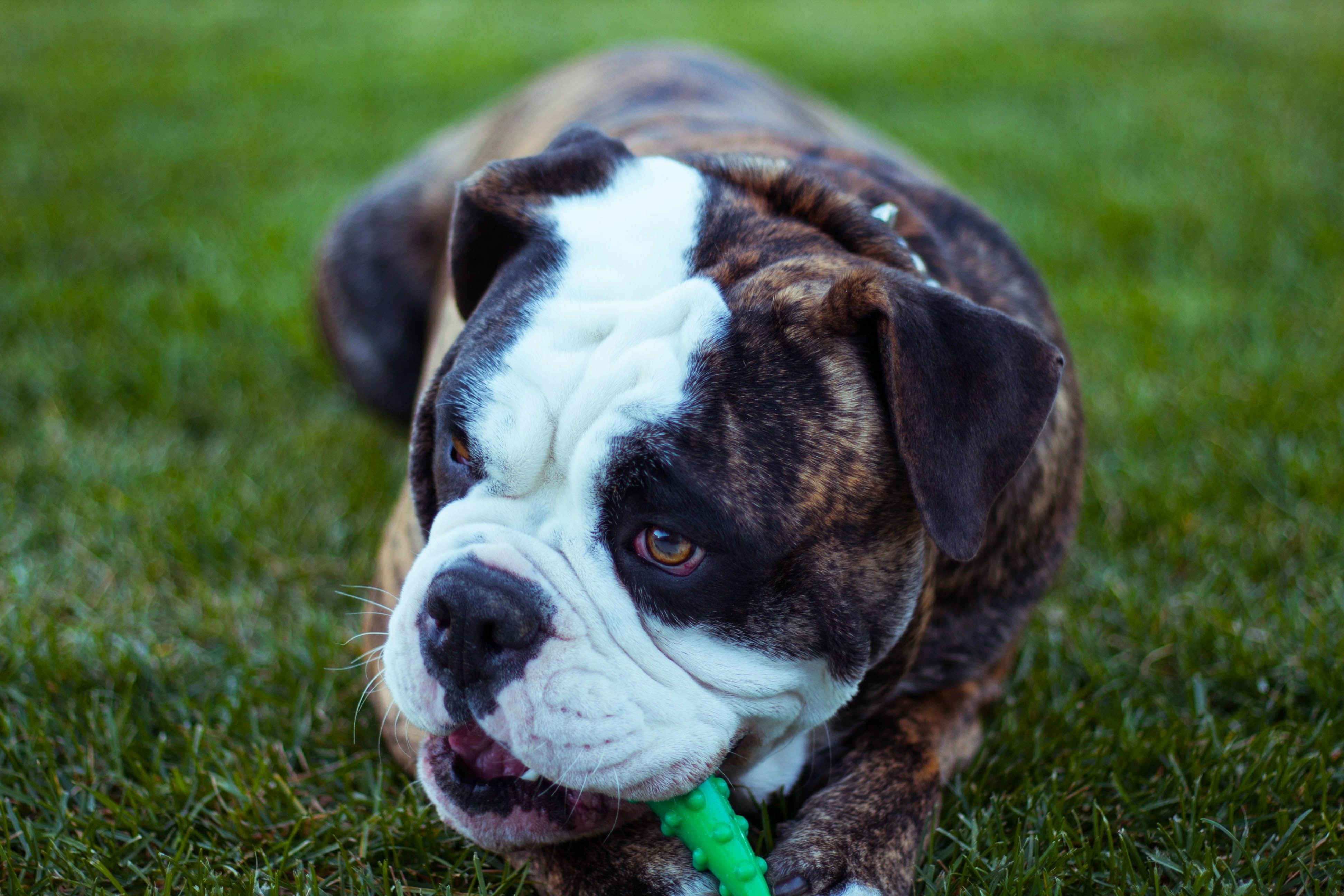Bulldog playing with green toy in the grass.