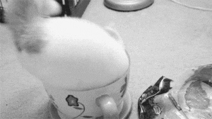Cats enjoy coffee.