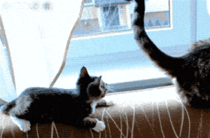 Cats suprised by Google updates.