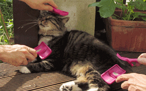Cats love a holistic approach.