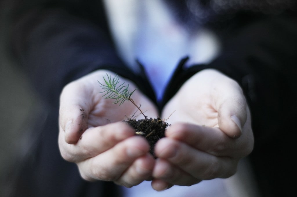 image showing hande with a leaf growing out of it
