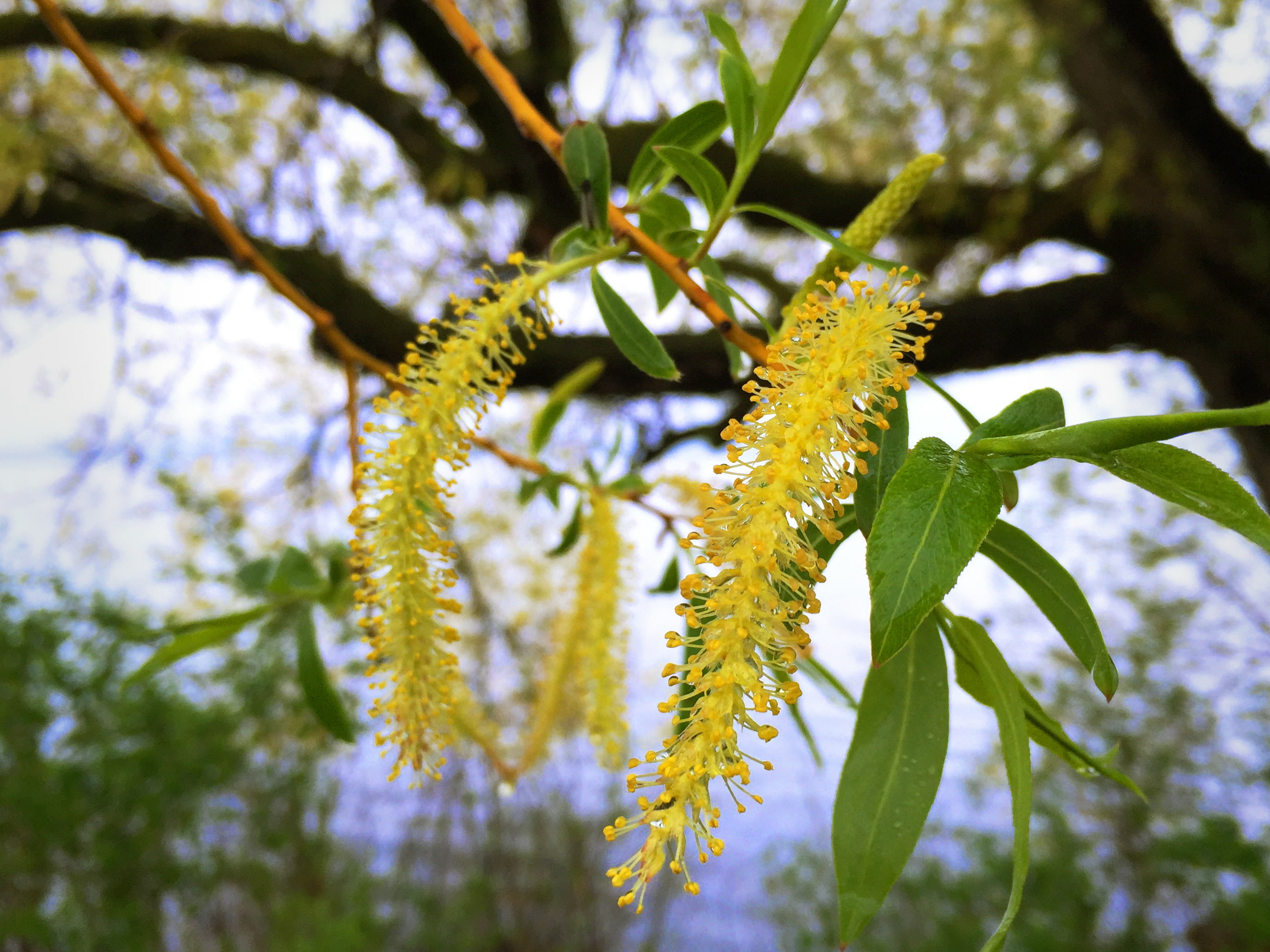 a black willow catkin