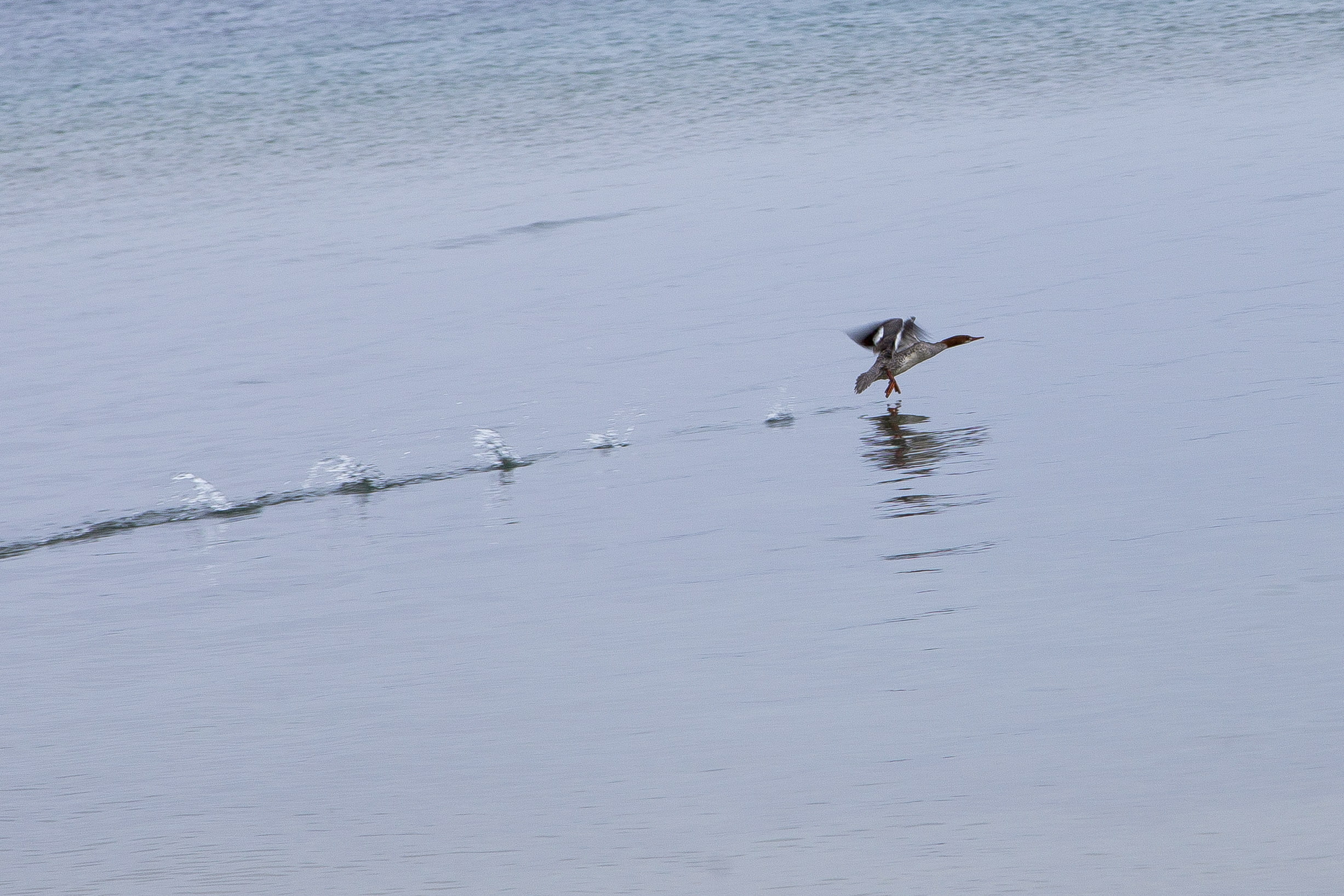 a female common merganser in flight outside our window