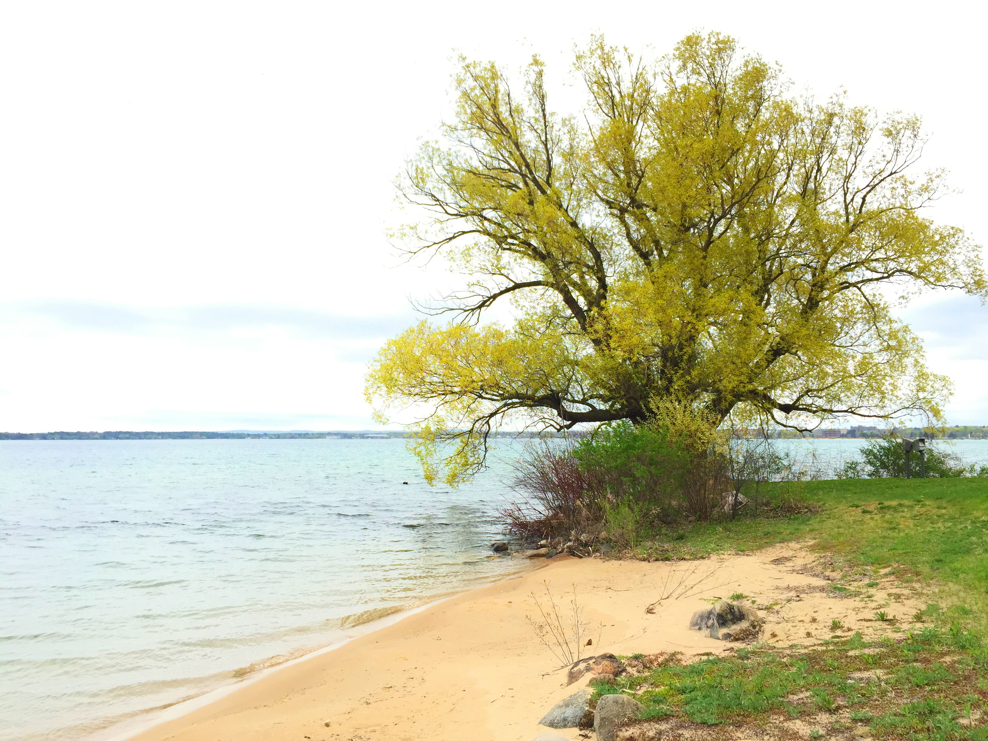 beach black willow