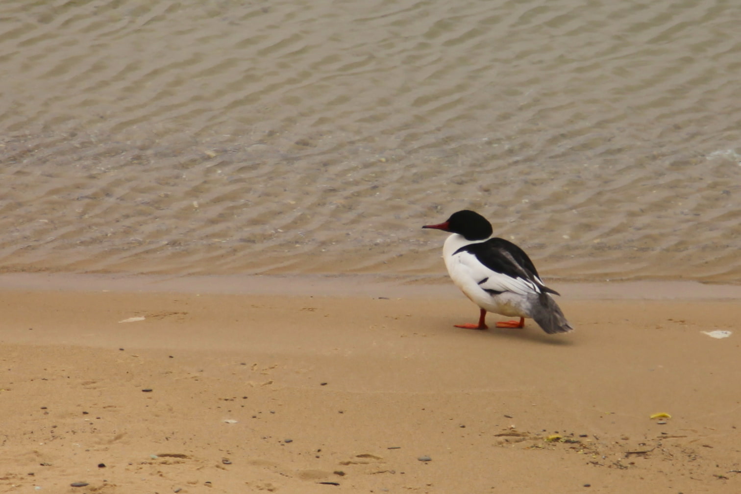 male common merganser