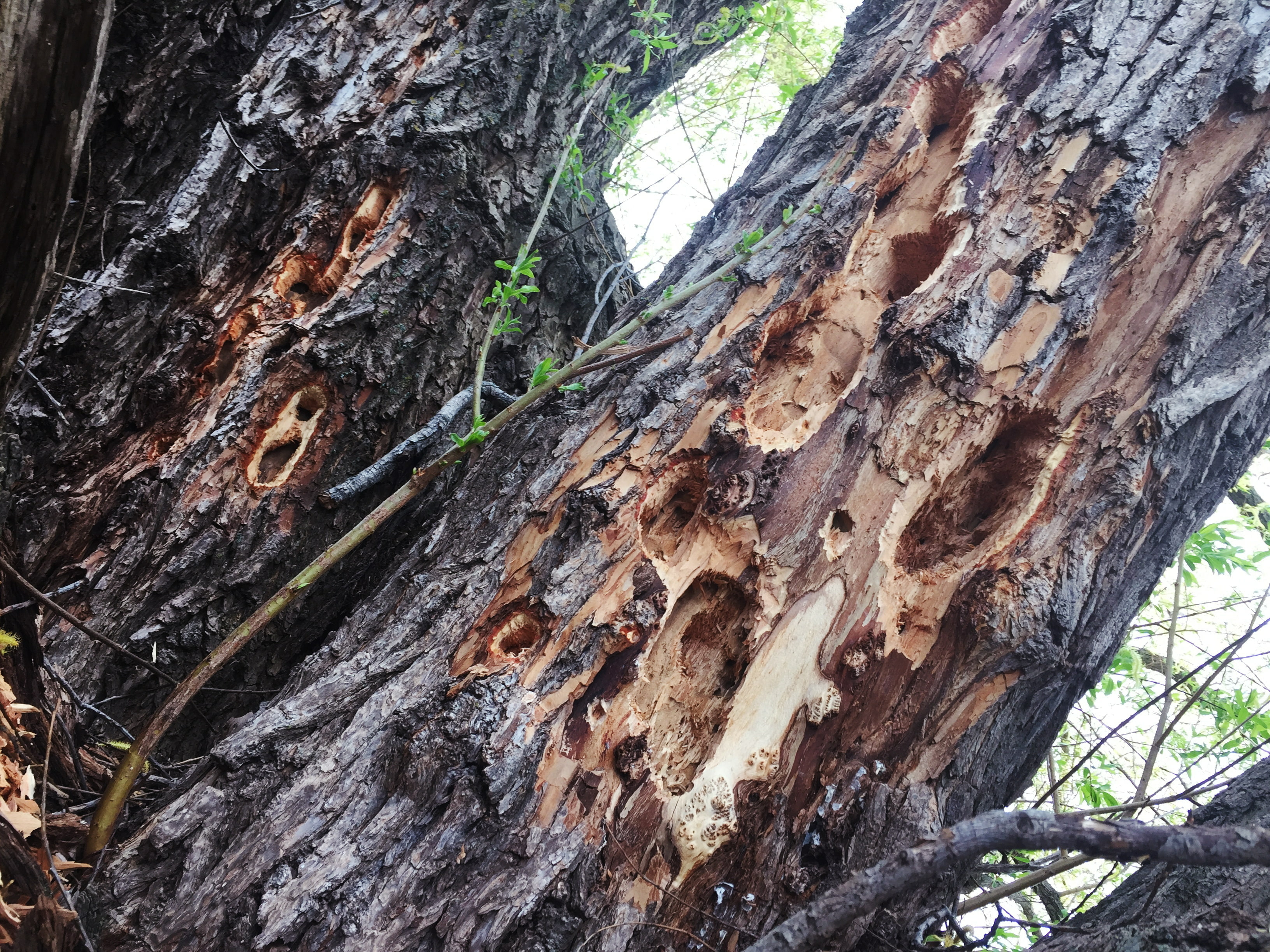 Woodpeckers love our black willow