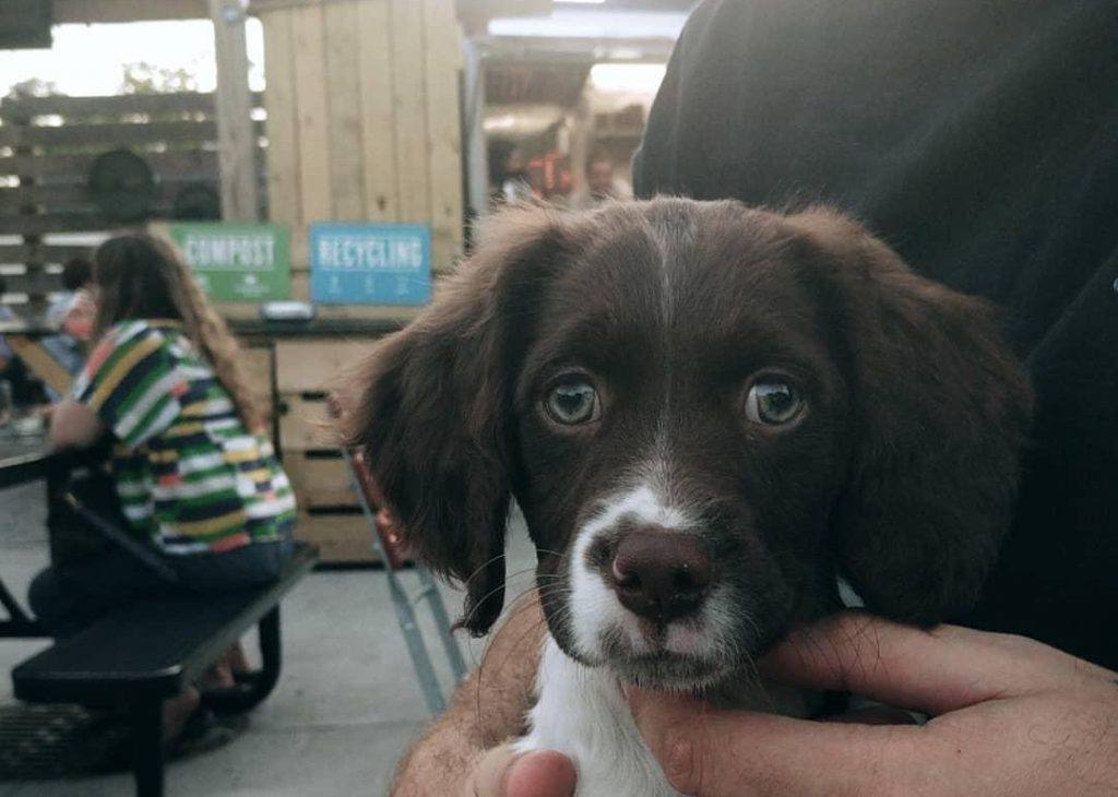 brown and white brittany spaniel being held