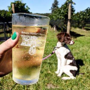 hand holding a pint of cider with dog in background at winery