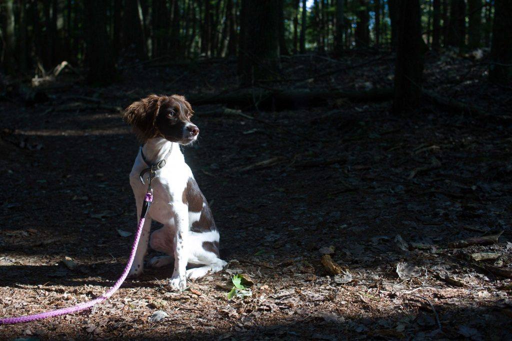 brown and white brittany spaniel dog sitting on a forest trail