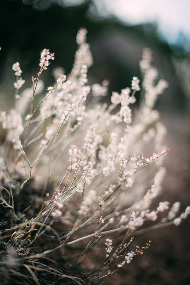 small flowers