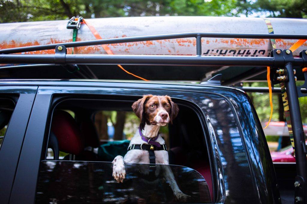 dog with head out of the window of a vehicle with kayaks strapped to the roof