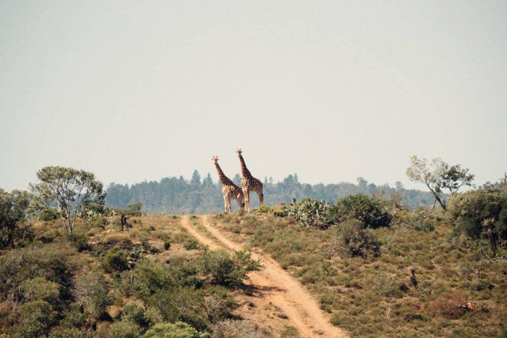 Two giraffes stand together at the top of a hill in the wilderness