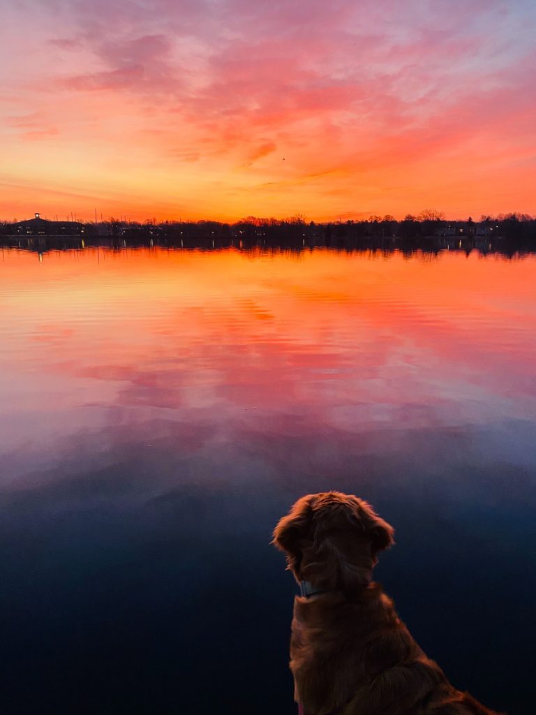 Dog looks across smooth lake at sunset