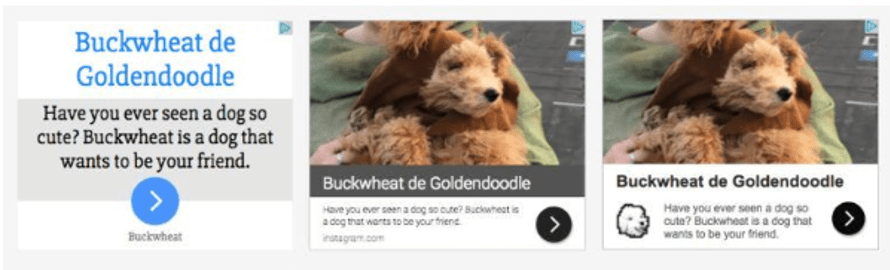 Display ad for Buckwheat de Goldendoodle