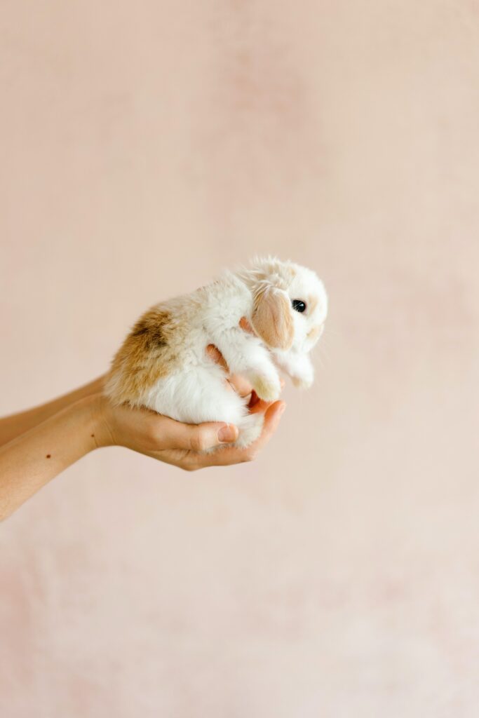 a small rabbit is held in a person's hands
